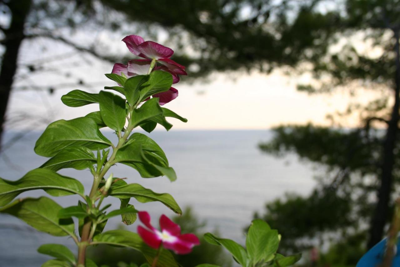 Apartments Rotim, Mljet, Sutmiholjska Babino Polje Kültér fotó